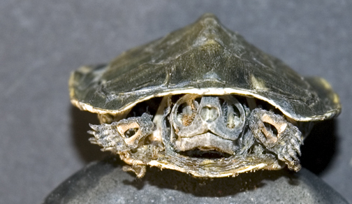 turtleskull